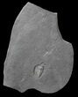 Pyritized Triarthrus Trilobites With Appendages - New York #62812-2